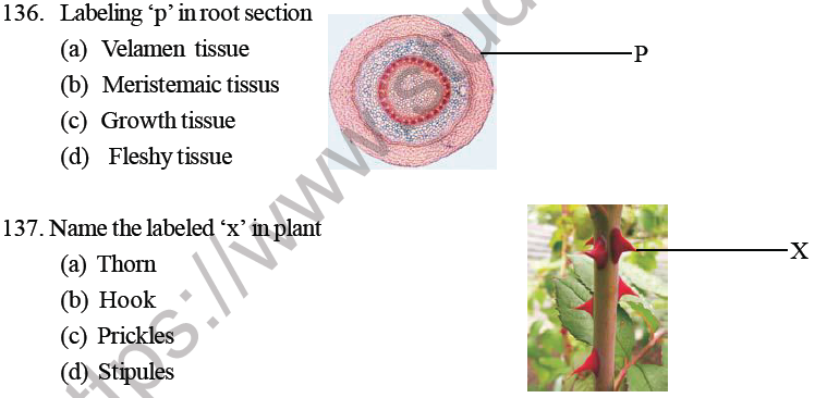 NEET Biology Morphology Of Plants MCQs Set B, Multiple Choice Questions